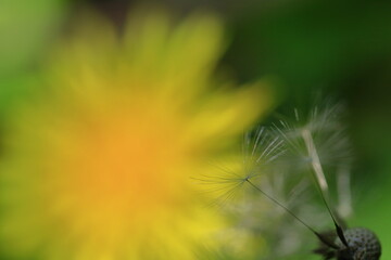道端に黄色い花を咲かせる © 久雄 中川