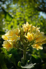 Fototapeta premium A cluster of vibrant yellow frangipani flowers, also known as plumeria. Frangipani trees symbolize resilience, life, and renewal due to their ability to bloom even after being uprooted.