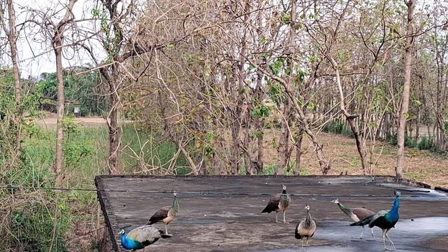 Peacocks and Peahens On Concrete Rooftop