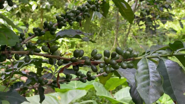 Fresh green coffee beans growing on a branch in a Colombian plantation