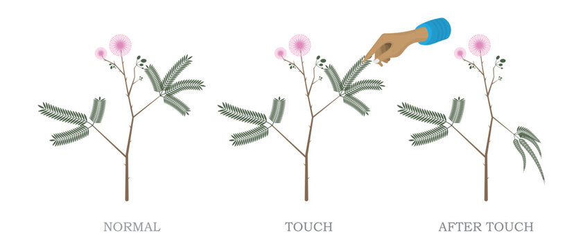 Sensitive Plant Mimosa Pudica Touch Response Illustration Showing Leaf Movement Before and After Human Contact.