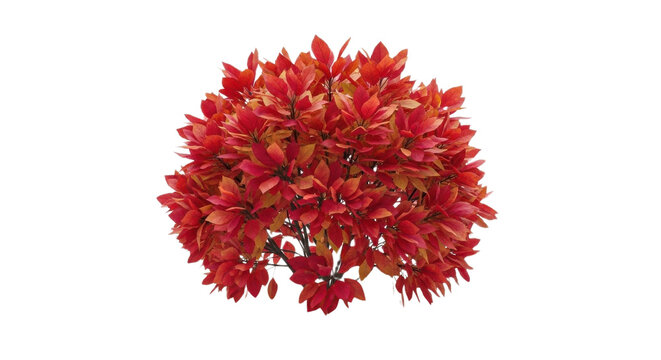Vibrant red burning bush shrub, ornamental winged euonymus plant with autumn foliage, decorative garden landscaping bush in fall colors isolated PNG with Transparent Background