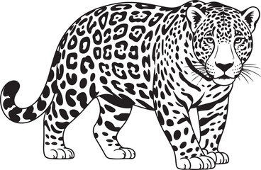 Obraz premium Standing spotted jaguar illustration in black and white line art style.