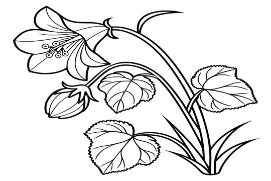 coloring page line art the begonia flower black vector