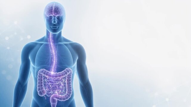 Gut Brain Axis Microbiome Depression Illustration Human Anatomy