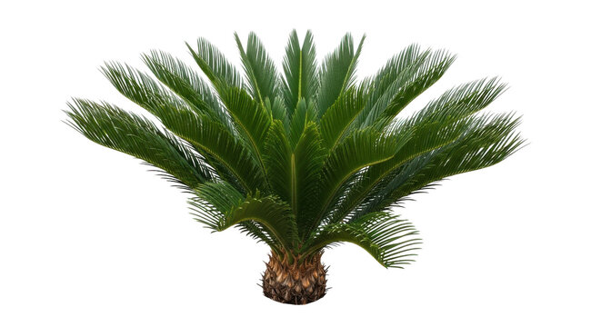 Sago palm cycad plant with vibrant green fronds, tropical cycas revoluta shrub for landscaping, exotic ornamental palm tree foliage isolated PNG with Transparent Background