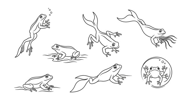 Frog life cycle sketches showing metamorphosis in black and white