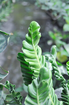 Cobra fern, ASPLENIACEAE or Asplenium nidus Cobra Fern or Asplenium nidus L cultivar or Cobra Birds nest fern or Drynaria Cobra birds nest Fern or Lasanga Fern