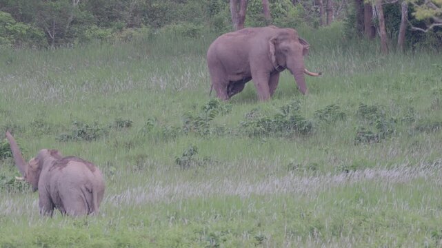 Majestic Tusker: Dominant Male Elephant in the Wild