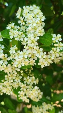 4K vertical stock footage of close-up of blooming branch with white pyracantha flowers. Captured in May at a serene botanical park with beautiful spring nature scenery.