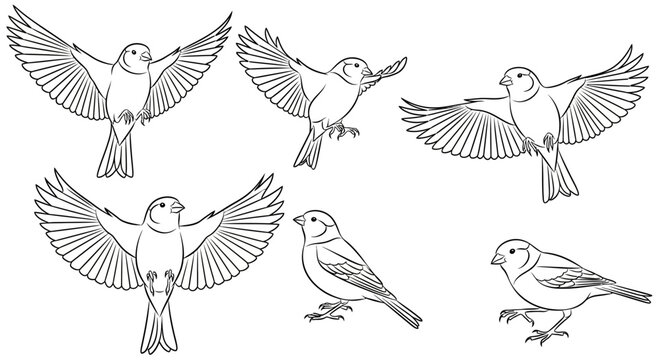 Set of flying and perched sparrows line art illustrations