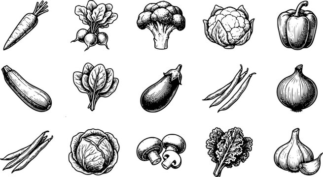 Hand Drawn Vegetable Icon Collection Vector Illustration Set with Carrot Broccoli Cauliflower Bell Pepper Zucchini Eggplant Onion Garlic Cabbage and Mushroom