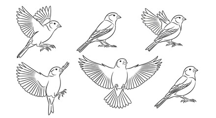 Obraz premium Set of sparrow sketches in various poses on a white background