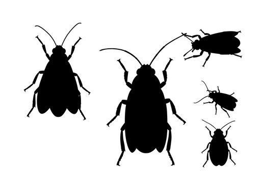 Cockroach Silhouettes on White Background