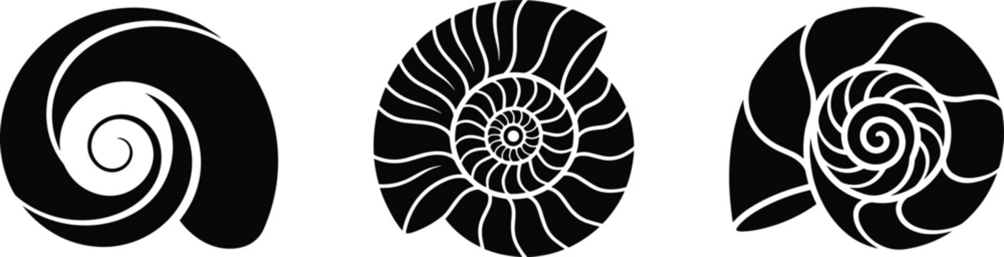 Stylized spiral shell silhouettes with abstract line patterns showcasing natural geometry, symmetry, and artistic variation