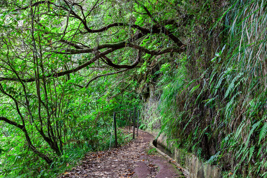 Levada do Furado hiking trail in Madeira. Lush green forest path near Ribeira Frio. Dense woodland scenery with natural levada irrigation. Portugal outdoor adventure in tropical mountain landscape.