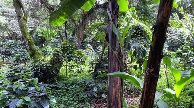 Lush Green Shade-Grown Coffee Plantation in Fusagasuga Colombia