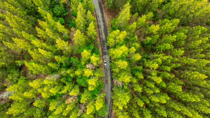 Fototapeta premium Aerial view of dark green forest road and white electric car Natural landscape and elevated roads Adventure travel and transportation and environmental protection concept 