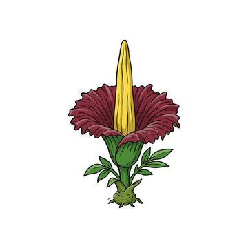 Amorphophallus Titanum Corpse Flower Illustration