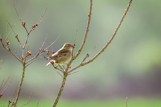 Ein winziger Federgeist, balancierend auf den filigranen Versprechen des Fr&uuml;hlings. W&auml;hrend die Welt um ihn herum in zartem Gr&uuml;n versinkt, h&auml;lt er inne auf einem Thron aus schwellenden Knospen, die wi