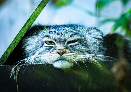 Manul - Chat de Pallas