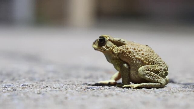 Video of Side view of an Asian common toad sitting and puffing throat while staring intently at a small insect, selective focus on animal with copy space