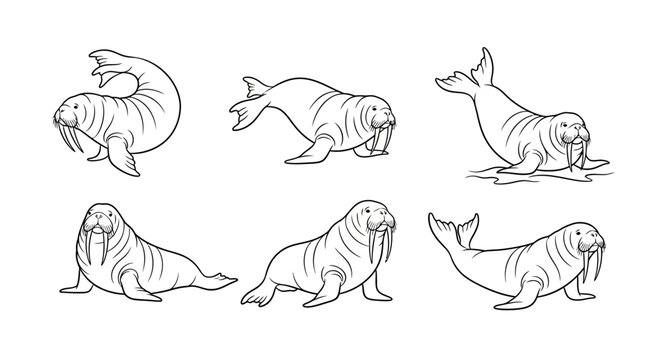 Set of Hand-Drawn Walruses in Various Poses, Vector Illustration