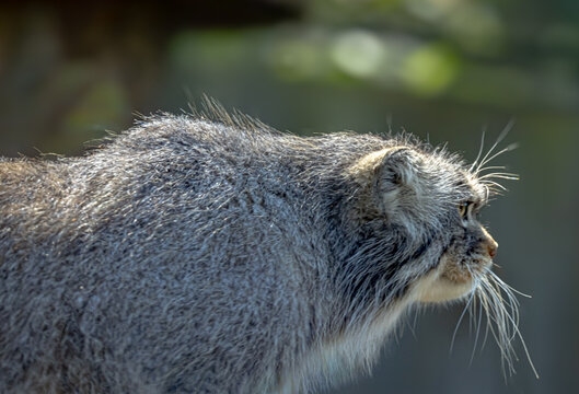 Manul - Chat de Pallas