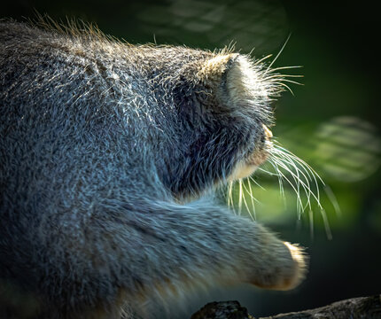 Manul - Chat de Pallas