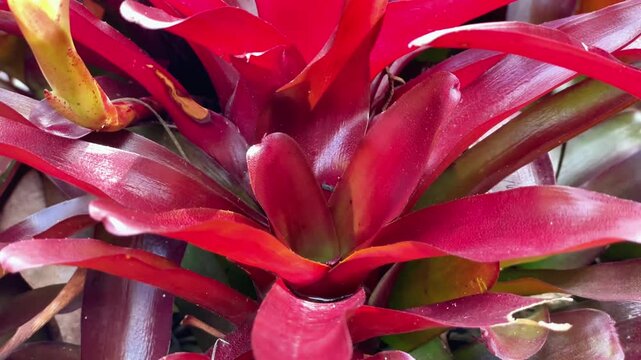 Bright Red Guzmania Lingulata Bromeliad Flower Close-Up