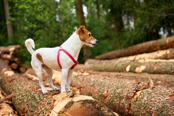 Fototapeta premium Jack Russell Terrier dog in a red harness stands on a fallen tree trunk in a green conifer forest. Pet walking, outdoor adventure, hiking, nature travel and dog lifestyle concepts