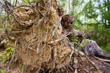 Obraz premium Uprooted fallen tree with exposed roots and soil in green spring forest. Ecology, forest damage, nature, woodland habitat and environmental concepts