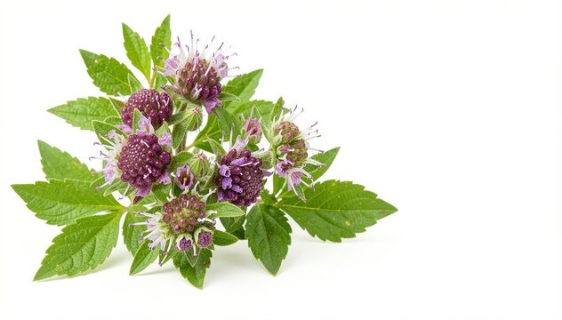 Floral Serenity: A delicate sprig of Astrantia, also known as masterwort, showcases its intricate beauty, adorned with lush green foliage, embodying the essence of nature's elegance.