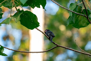 Obraz premium Dusky Broadbill The body is black, the neck to the upper chest is yellowish white. Big mouth, dark red pink, dark tip, dark pink eye skin The back has orange stripes.