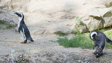 Two African Penguins Standing and Preening on a Sunlit Rocky Shoreline © blueringmedia