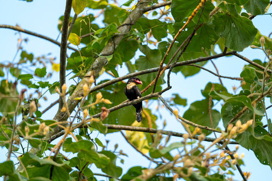 Dusky Broadbill The body is black, the neck to the upper chest is yellowish white. Big mouth, dark red pink, dark tip, dark pink eye skin The back has orange stripes.