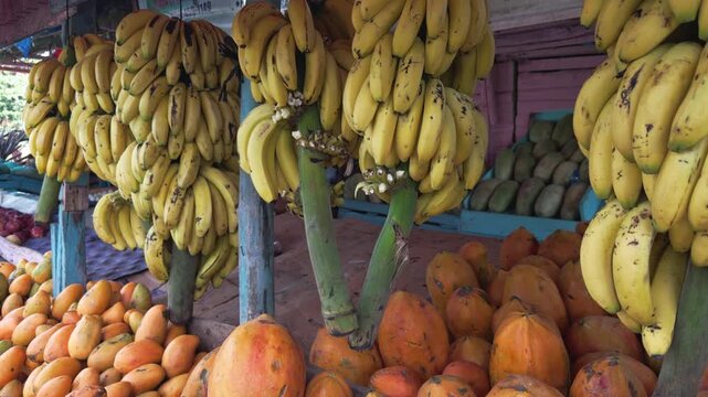 Large bunches of fresh yellow bananas hanging at roadside fruit stand with other tropical fruits