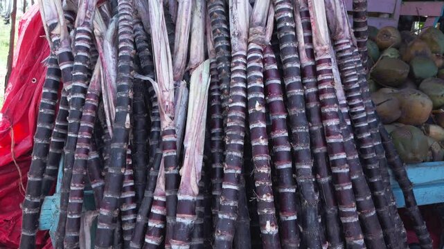Large pile of freshly harvested purple sugar cane stalks on display at roadside fruit stand
