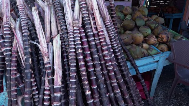 Large pile of freshly cut purple sugar cane stalks for sale at roadside fruit stand