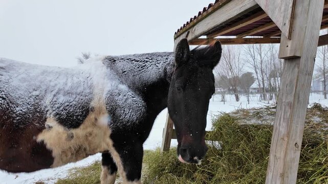 Beautiful pinto horse with snow on its back eating from a feeder during a winter snowfall