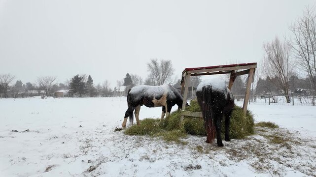 Two domestic horses feeding on hay from a wooden trough during a gentle snowfall in winter