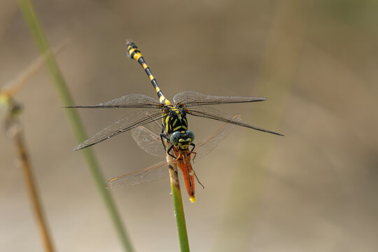 Tigertail dragonfly preying on Ruddy Marsh Skimmer in wetland habitat