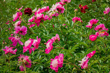 Fototapeta premium Vibrant garden blooms showcase a stunning display of pink peonies under bright sunlight