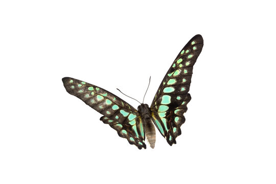 Common Bluebottle Butterfly (Graphium sarpedon) Beautiful blue butterfly flying isolated on white background. for graphics or advertising design.