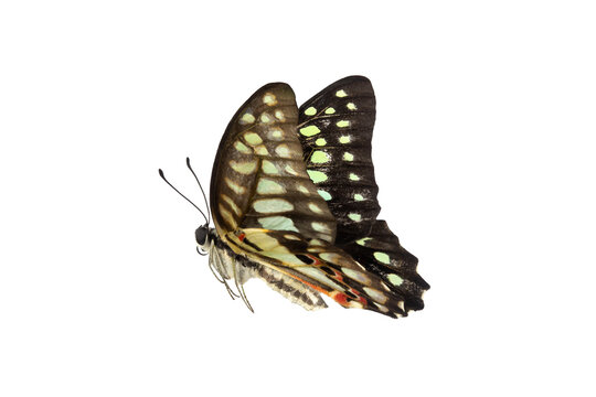 Common Bluebottle Butterfly (Graphium sarpedon) Beautiful blue butterfly flying isolated on white background. for graphics or advertising design.