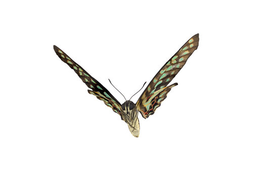 Common Bluebottle Butterfly (Graphium sarpedon) Beautiful blue butterfly flying isolated on white background. for graphics or advertising design.