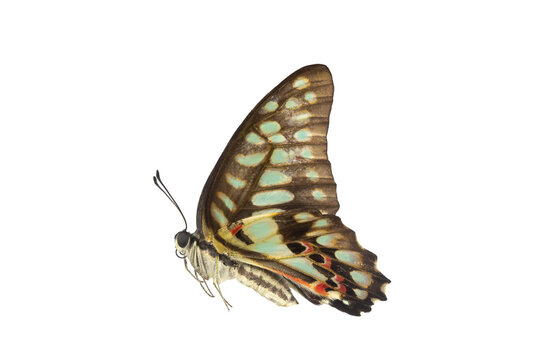 Common Bluebottle Butterfly (Graphium sarpedon) Beautiful blue butterfly flying isolated on white background. for graphics or advertising design.