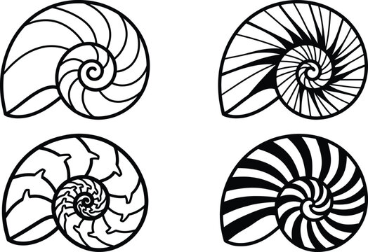 Stylized spiral shell vector illustration set showing artistic variations of nautilus and ammonite inspired geometric designs