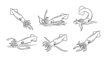 Fototapeta premium Set of Hand-Drawn Squid Illustrations in Various Dynamic Poses