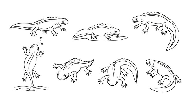 Set of Cute Newt Characters in Various Poses, Simple Line Art